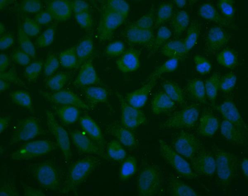 Thioredoxin 2/TXN2 Mouse Monoclonal Antibody