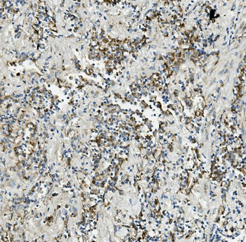 Thioredoxin 2/TXN2 Mouse Monoclonal Antibody
