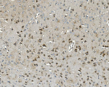 Thioredoxin 2/TXN2 Mouse Monoclonal Antibody