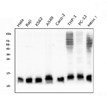 Thioredoxin 2/TXN2 Mouse Monoclonal Antibody