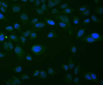 Thioredoxin 2/TXN2 Mouse Monoclonal Antibody