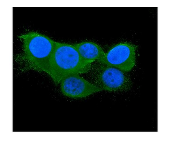 Thioredoxin 2/TXN2 Mouse Monoclonal Antibody