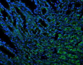 Thioredoxin 2/TXN2 Mouse Monoclonal Antibody