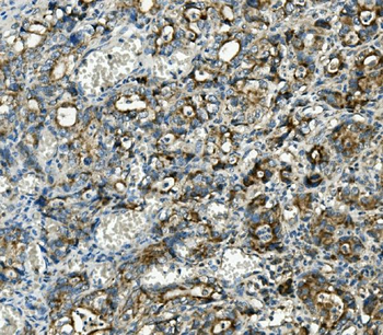 Thioredoxin 2/TXN2 Mouse Monoclonal Antibody