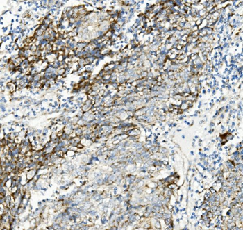 Thioredoxin 2/TXN2 Mouse Monoclonal Antibody
