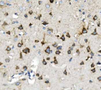 Thioredoxin 2/TXN2 Mouse Monoclonal Antibody
