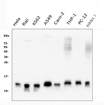 Thioredoxin 2/TXN2 Mouse Monoclonal Antibody