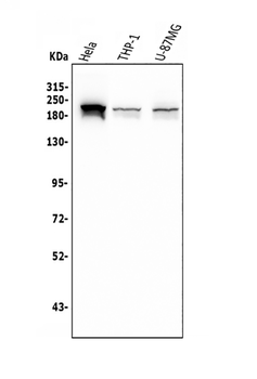 SMARCA2/BRM Mouse Monoclonal Antibody