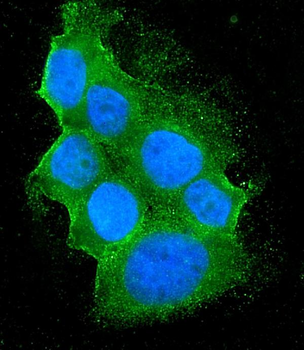 Bid Mouse Monoclonal Antibody
