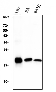 Bid Mouse Monoclonal Antibody