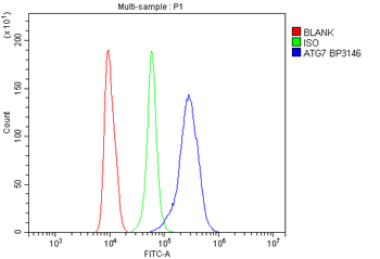 ATG7 Rabbit Polyclonal Antibody