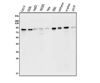 ATG7 Rabbit Polyclonal Antibody