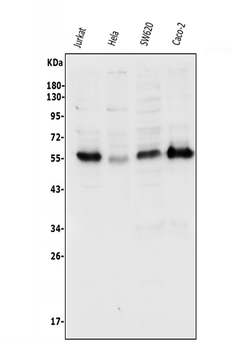 p57 Kip2/CDKN1C Rabbit Polyclonal Antibody