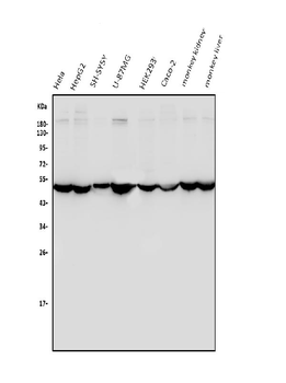 ENO1 Rabbit Polyclonal Antibody