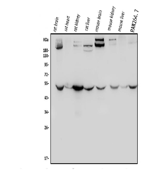 ENO1 Rabbit Polyclonal Antibody