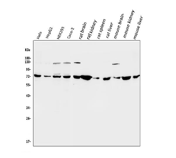 SDHA Rabbit Polyclonal Antibody