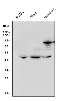 beta 3 Adrenergic Receptor/ADRB3 Rabbit Polyclonal Antibody