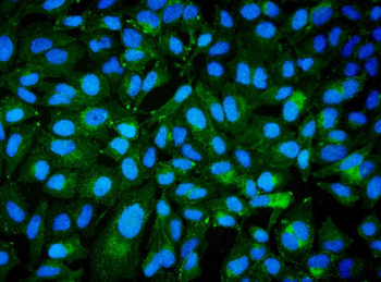 CD239/BCAM Rabbit Polyclonal Antibody