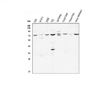 CD239/BCAM Rabbit Polyclonal Antibody