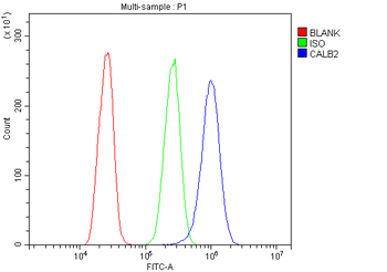 Calretinin/CALB2 Rabbit Polyclonal Antibody
