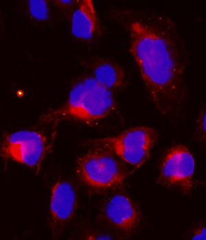 Cyclin B1/CCNB1 Rabbit Polyclonal Antibody