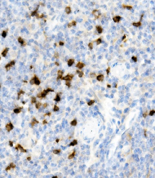 Cd79a Rabbit Polyclonal Antibody