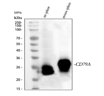 Cd79a Rabbit Polyclonal Antibody