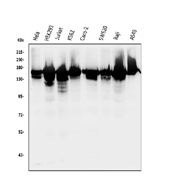 RNA Helicase A/DHX9 Rabbit Polyclonal Antibody