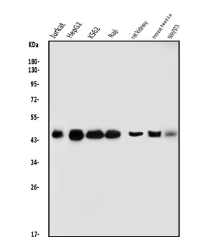 DNAJA2 Rabbit Polyclonal Antibody