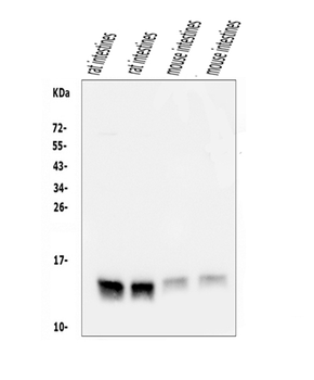 FABP6 Rabbit Polyclonal Antibody