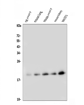 FGF10 Rabbit Polyclonal Antibody