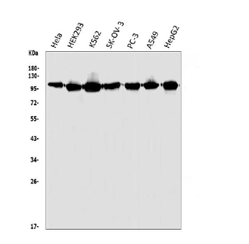 HGS Rabbit Polyclonal Antibody