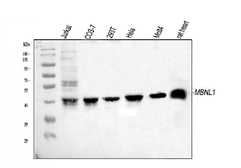 MBNL1 Rabbit Polyclonal Antibody
