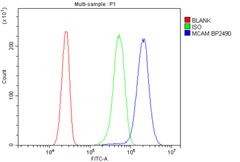 CD146/Mcam Rabbit Polyclonal Antibody