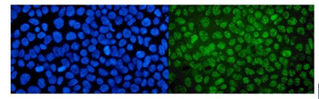 MED4 Rabbit Polyclonal Antibody