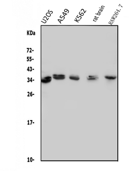 MED4 Rabbit Polyclonal Antibody