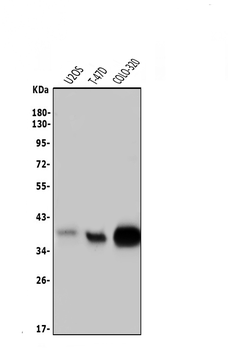 Musashi 1/Msi1 Rabbit Polyclonal Antibody