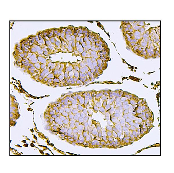 Nectin 2/NECTIN2 Rabbit Polyclonal Antibody