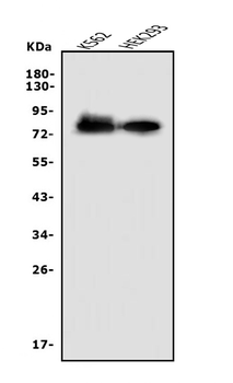 Nectin 2/NECTIN2 Rabbit Polyclonal Antibody