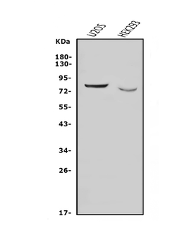 Nectin 3/NECTIN3 Rabbit Polyclonal Antibody