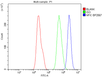 NFIC/CTF Rabbit Polyclonal Antibody