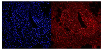 NFIC/CTF Rabbit Polyclonal Antibody