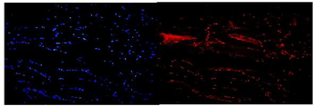 NFIC/CTF Rabbit Polyclonal Antibody
