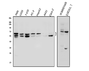 NFIC/CTF Rabbit Polyclonal Antibody