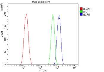 p75 NGF Receptor/NGFR Rabbit Polyclonal Antibody