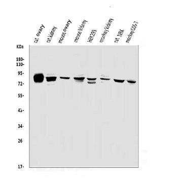 PHEX Rabbit Polyclonal Antibody