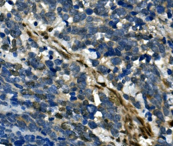 RBPMS Rabbit Polyclonal Antibody