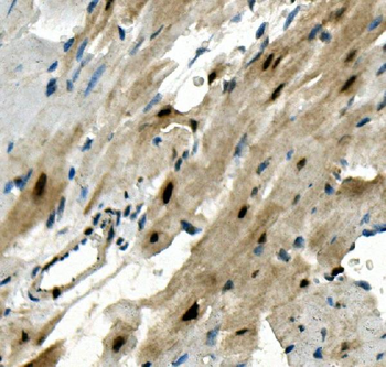 RBPMS Rabbit Polyclonal Antibody