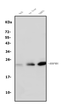 RBPMS Rabbit Polyclonal Antibody