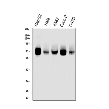 TRIM25/EFP Rabbit Polyclonal Antibody